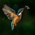 Kingfisher with Fish - Andrews Victoria, DPAGB, LRPS, BPE3* - United Kingdom