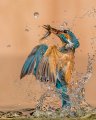 Emerging Kingfisher - Aggis Kath, BPE4* - United Kingdom